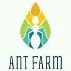 Ant Farm 5