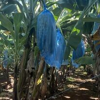 Nông Sản Chú Chín 10