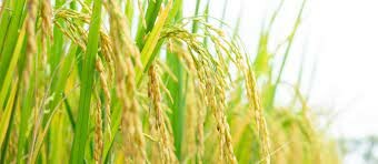 Công Ty Cổ Phần Thương Mại Đầu Tư Tín Thương 14