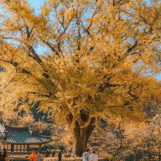 Logistic Transviet 7