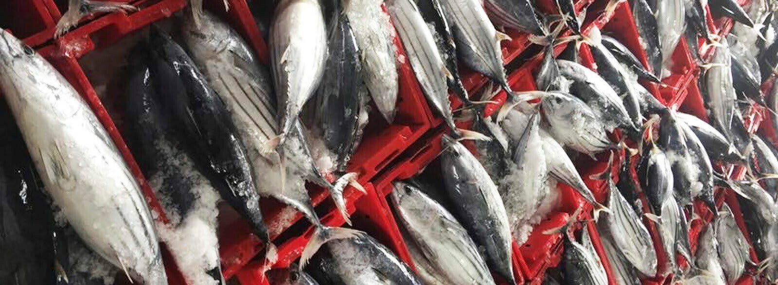 Chăn Nuôi Gia Cầm Vietswan 3