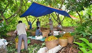 Les Vergers Du Mekong 7