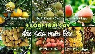 SẢN XUẤT THƯƠNG MẠI VINA FNV 2