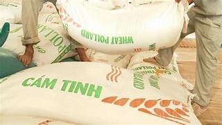 Chăn Nuôi Gia Cầm Vietswan 2