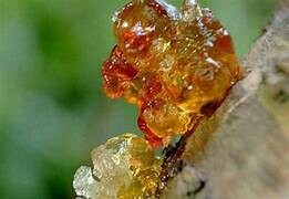 Công Ty Nhựa Cây Trung Bộ 6