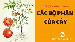 Công Ty Nhựa Cây Trung Bộ 5