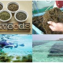 Capital Seaweed Consumer Việt Nam (CSC VietNam) 3