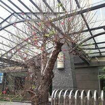 Khách Sạn Hoa Đào 8