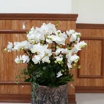 Khách Sạn Hoa Đào 9