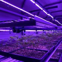 Capital Seaweed Consumer Việt Nam (CSC VietNam) 1