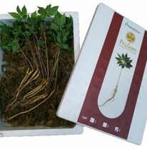 Capital Seaweed Consumer Việt Nam (CSC VietNam) 2