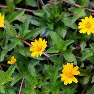 Chăn Nuôi Thanh Dương 3