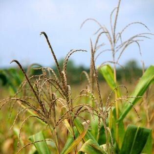 Chăn Nuôi Thanh Dương 4