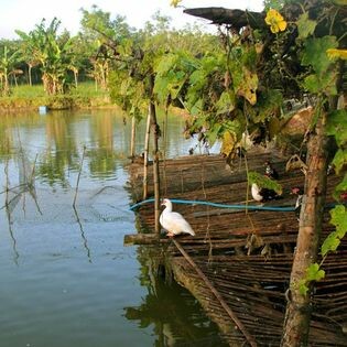 Chăn Nuôi Thanh Dương 5