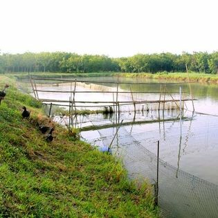 Chăn Nuôi Thanh Dương 8