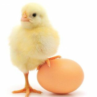 Chăn Nuôi Thanh Dương 10