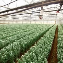 Công Ty Cổ Phần Pan-Hulic 10