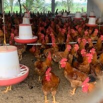 Giống Gia Cầm Lượng Huệ 4