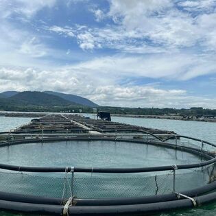 Công ty Cá Tầm BELUGA & CAVIAR NGỌC MINH ANH 2