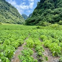 An Phước - Viramie 4