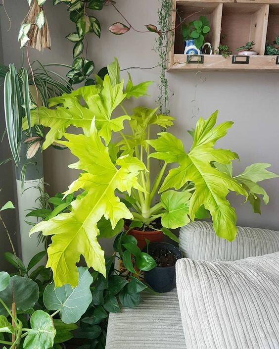 Xanh Xanh Urban Forest 3