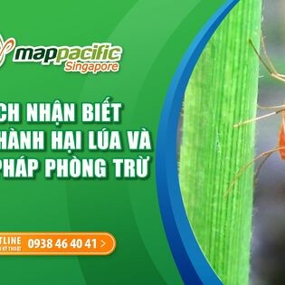 Map Pacific Singapore 9