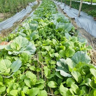 Giải pháp nông nghiệp sạch Hiryo 1