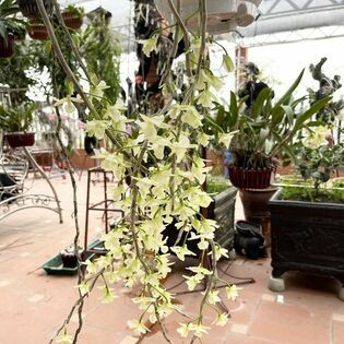 Giải pháp nông nghiệp sạch Hiryo 2