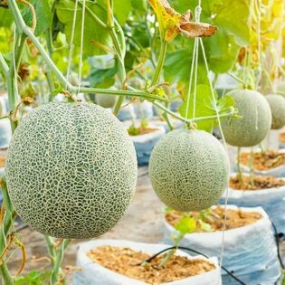 Nguồn Sinh Thái 2