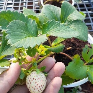 Nguồn Sinh Thái 9