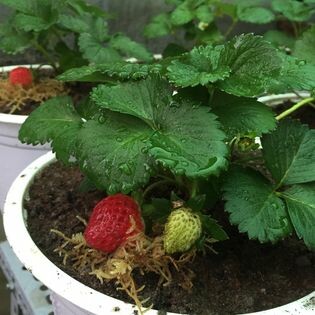 Nguồn Sinh Thái 11