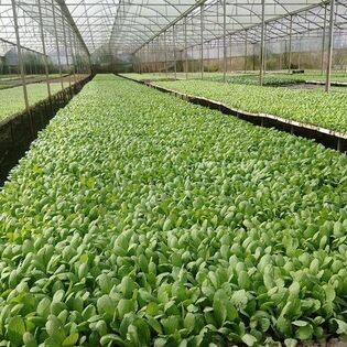 Nguồn Sinh Thái 6