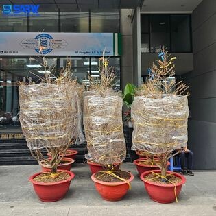 ĐẦU TƯ SABAY HOME 3