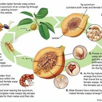 Dược Quốc tế Hàn Ý 7