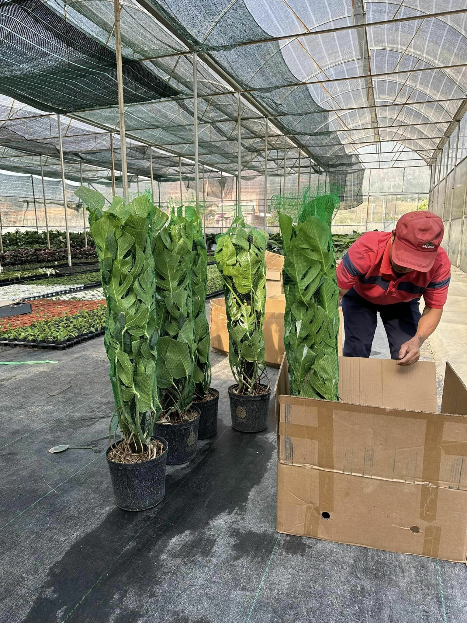 Xanh Xanh Urban Forest 10