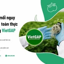 Good Việt Nam 8