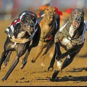 Đua Chó Xuân Thành 1