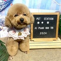 Pet Station 2