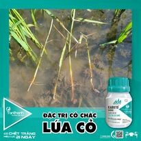 Công Ty TNHH Thương Mại Tân Thành 11