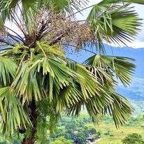 Nhà hàng Đặc Sản Pù Luôn 5