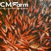 Công ty Cỏ May Farm 13