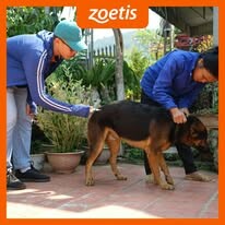 Zoetis 10