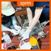 Zoetis 1