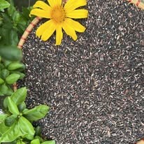 Xay Xát Hoàng Giao 7