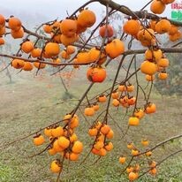 Red Coral Travel & Event 11