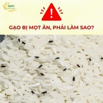 Xay Xát Hoàng Giao 12