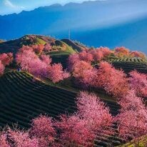 Du Lịch Hàng Ngày Việt - Viet Daily Tour 3