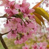 Du Lịch Hàng Ngày Việt - Viet Daily Tour 5