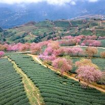 Du Lịch Hàng Ngày Việt - Viet Daily Tour 2