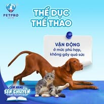 Bệnh Viện Thú Y Pet-Pro 12